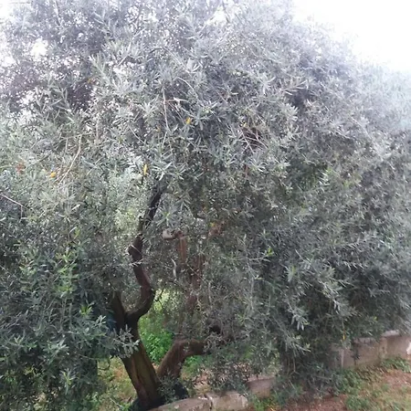 Il Ceppo Sui Sentieri Per Amalfi Couette-café Pimonte