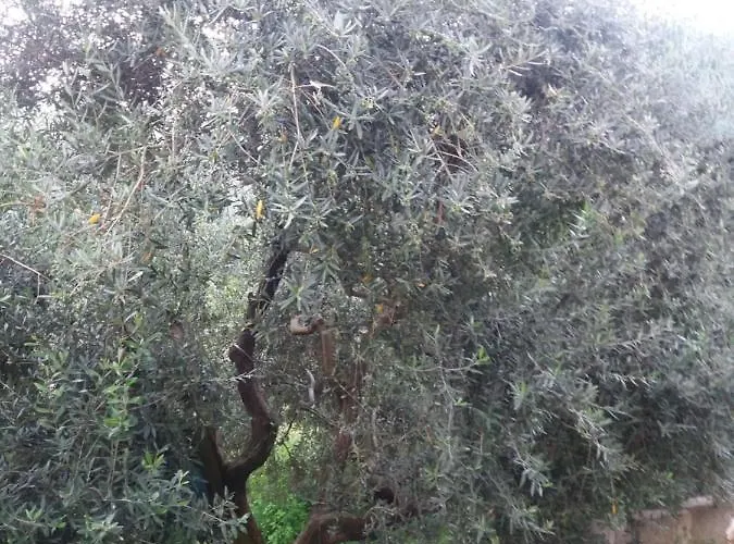 Il Ceppo Sui Sentieri Per Amalfi Bed and Breakfast Pimonte